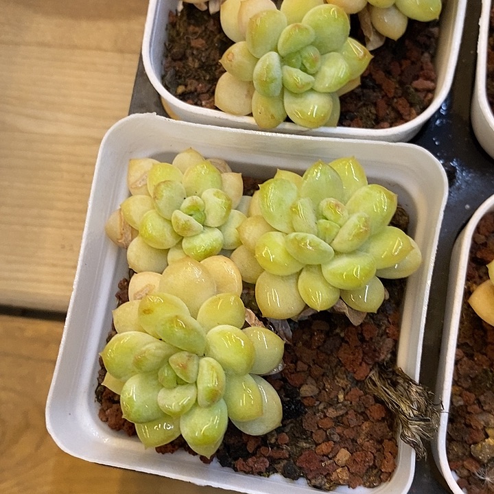 阳光玫瑰             