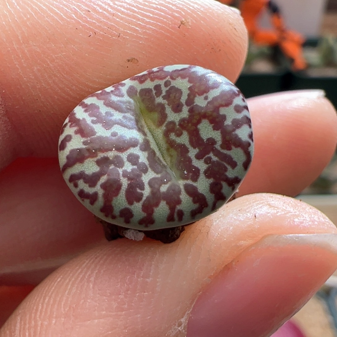 670。青蛙种源霓虹安贞