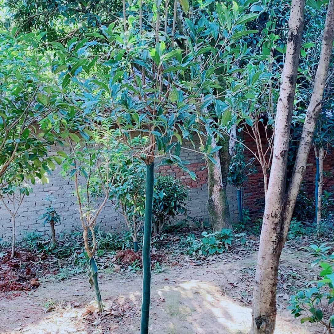 阿***耿完全开放3/4金桂四级桂2颗