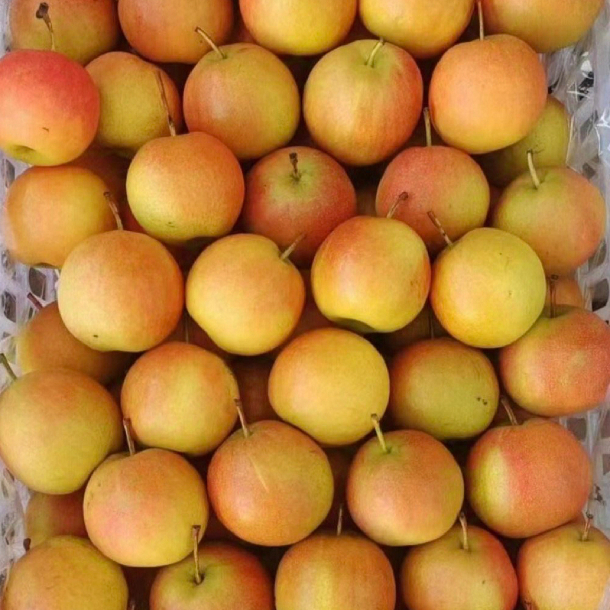 李梦水果 南果梨3斤（醉梨）风味足好吃
