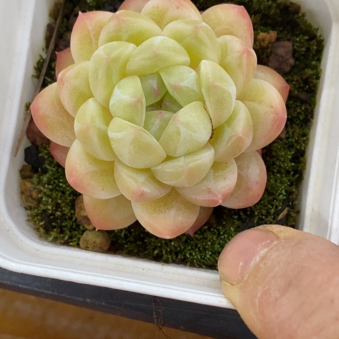 精品多肉一物一一拍不包整18