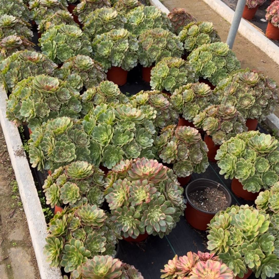 桉***宝多肉植物法师13妹福利