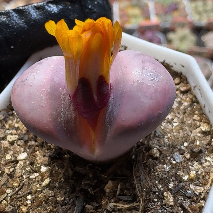 生石花2:：：：。  27号