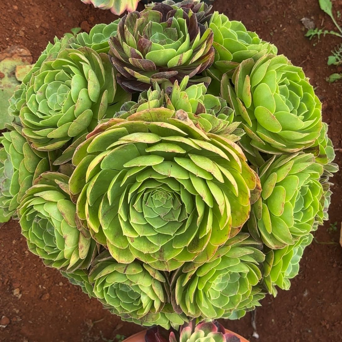 云南多肉植物花月夜