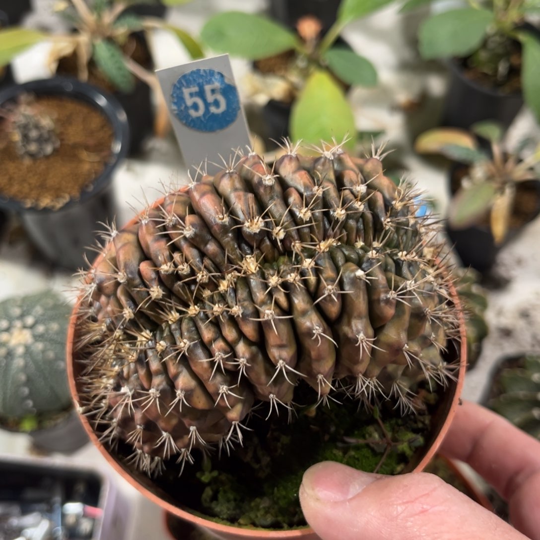 55实生翠晃冠缀化带盆带土