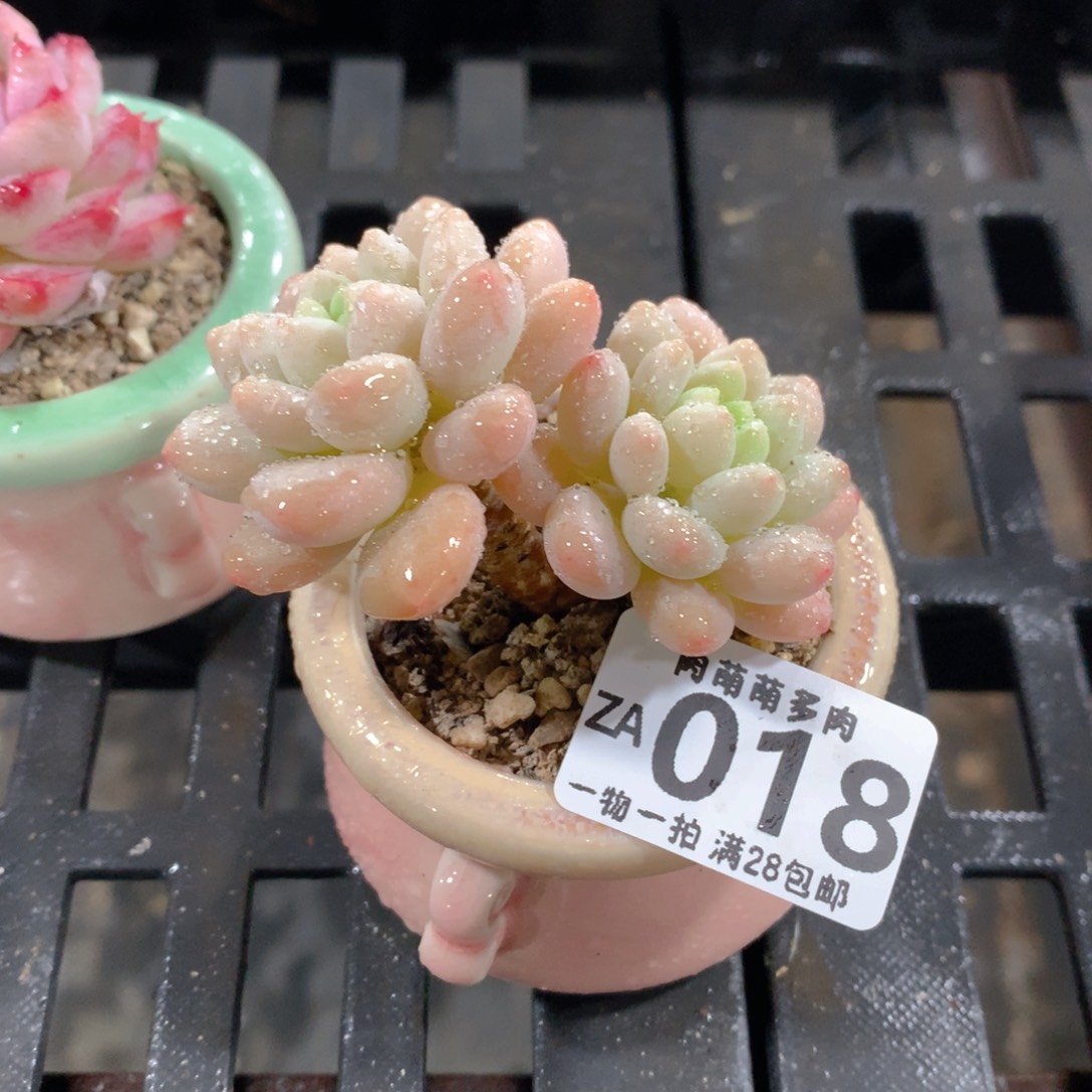 肉萌萌拇指盆精控多肉ZA018