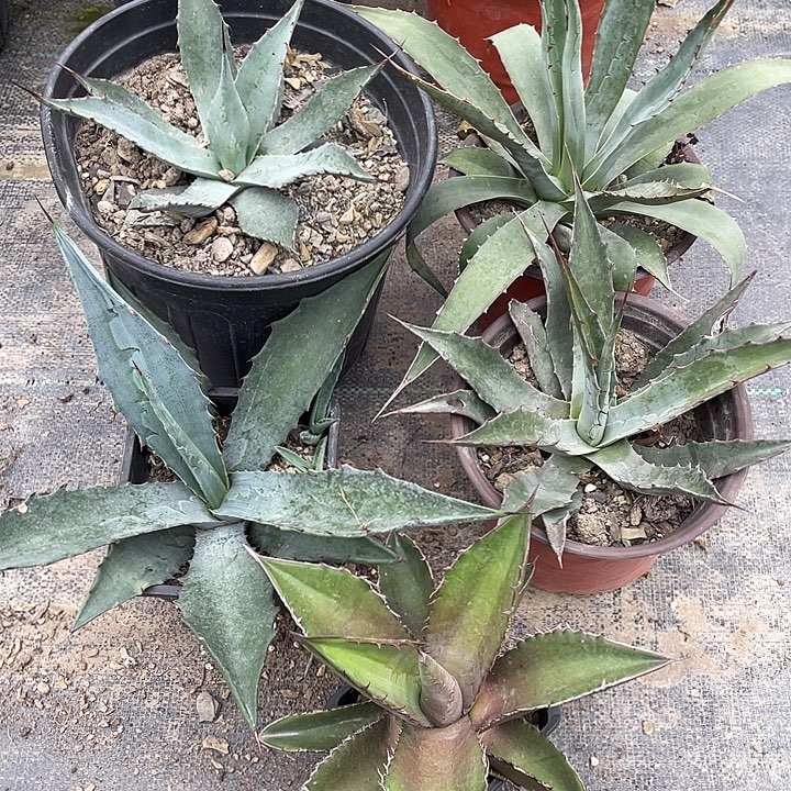 无花朵福利套餐5个品种