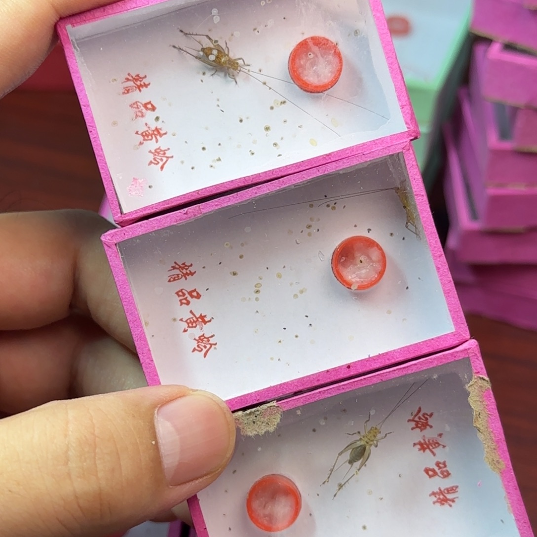 大黄蛉3只中长须   