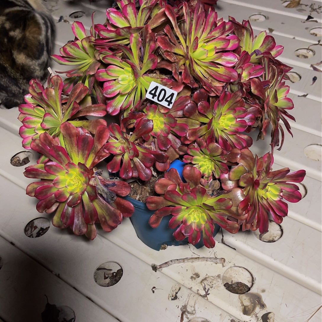 法师法师3-3包邮法师