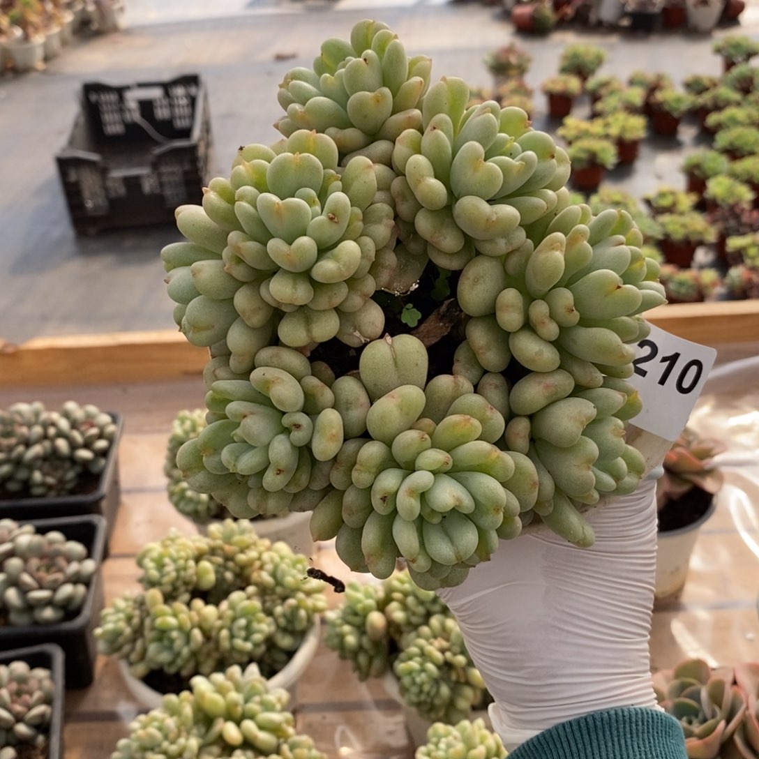 210比尔盖茨一物一拍