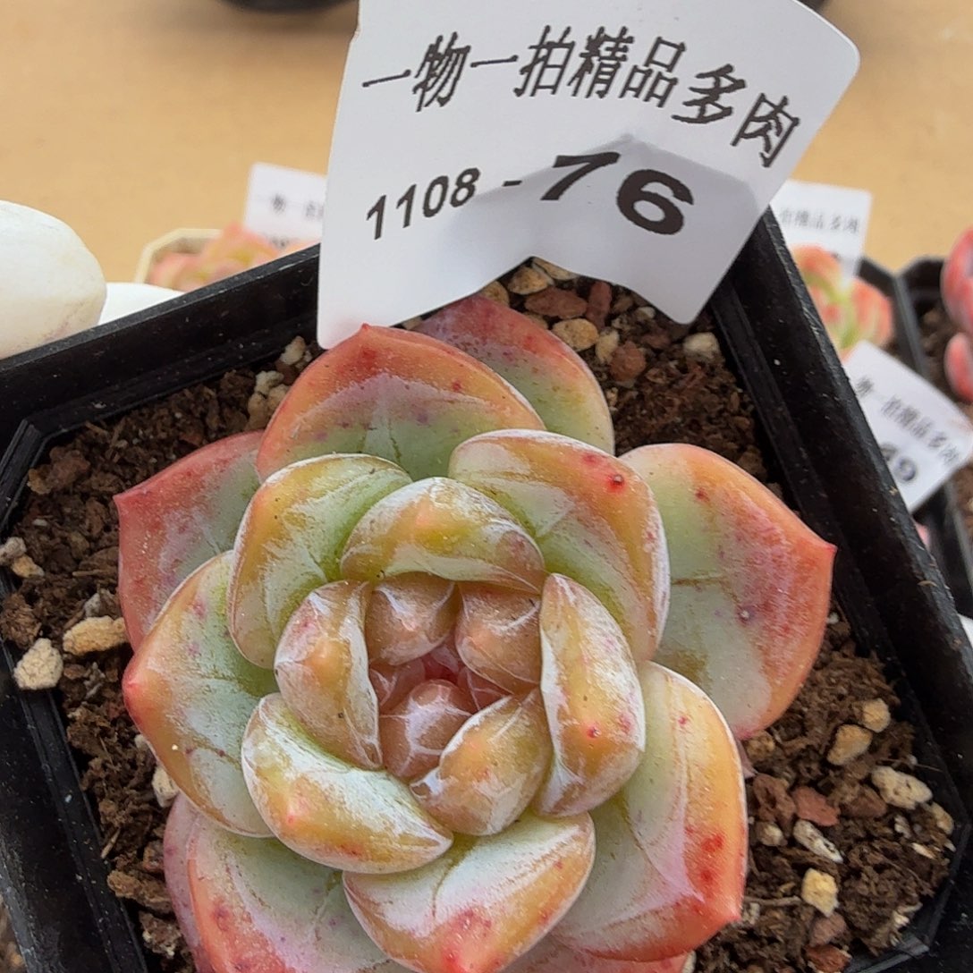 1108-76单颗多肉一物一拍