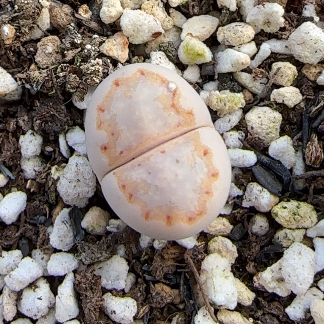 12.7.c215饼干.9015小