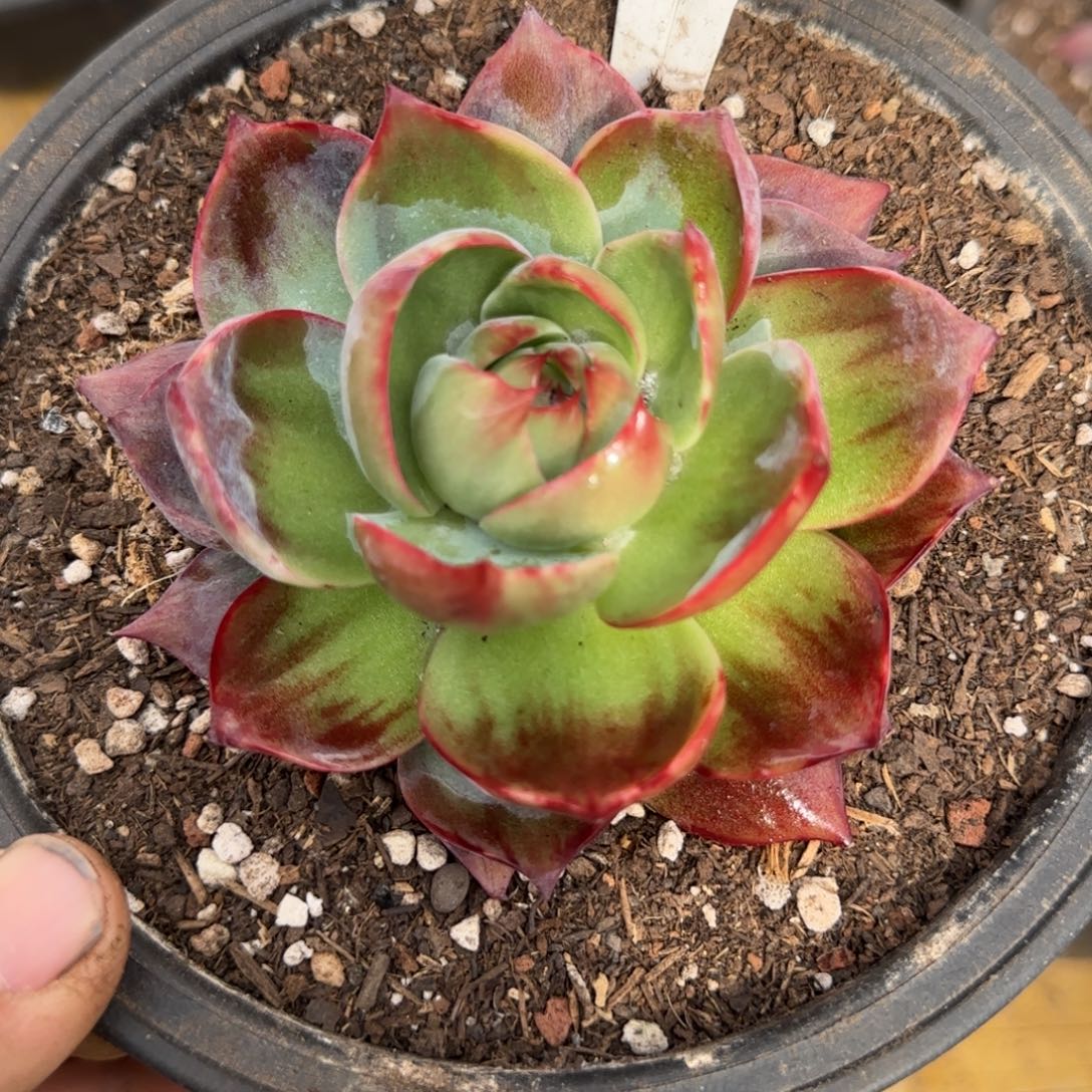 惊鸿一物一拍包装收缩花738