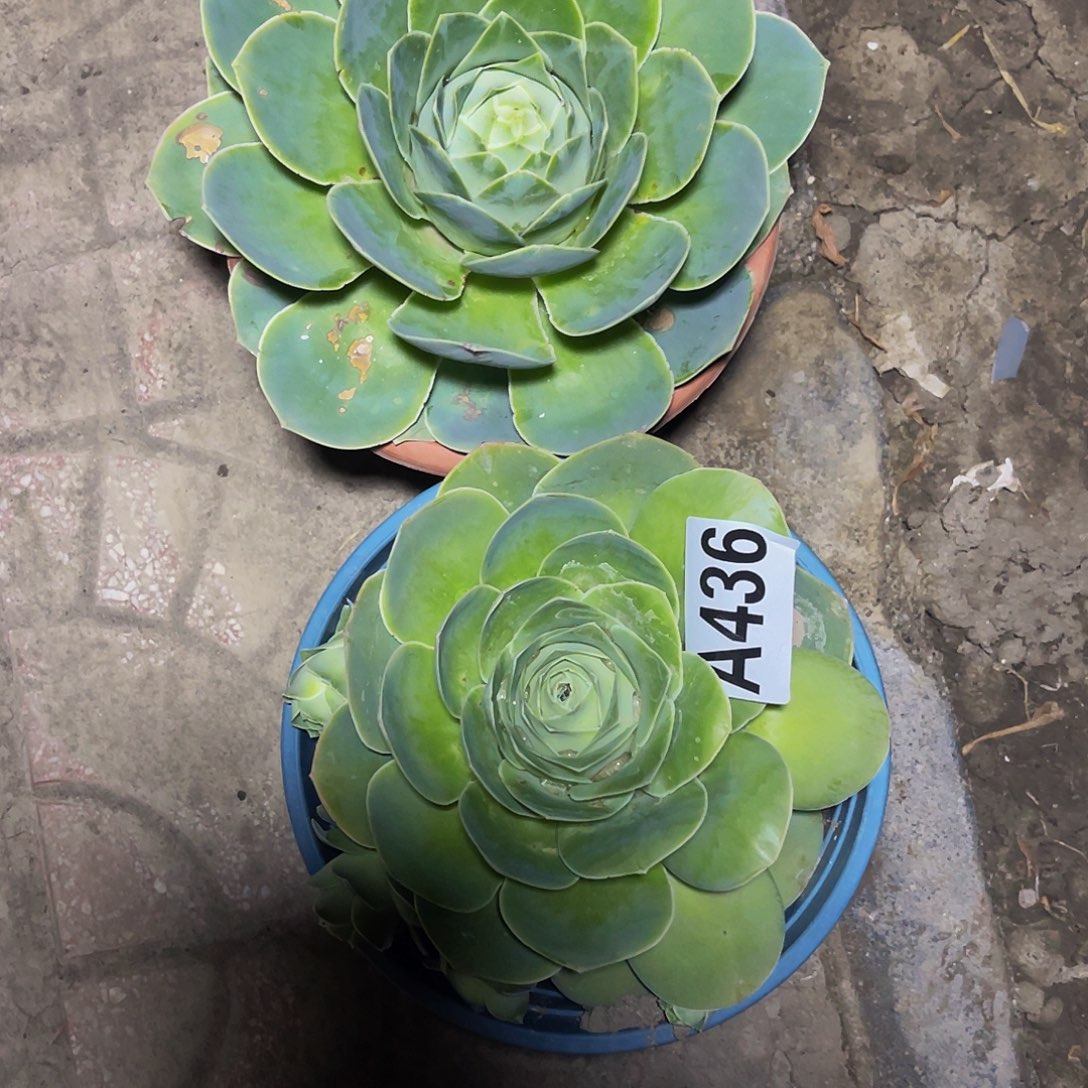 玫瑰两盆15/-14包邮