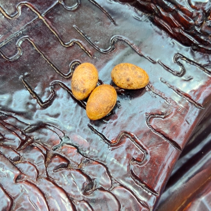 松木北沉香琥珀木