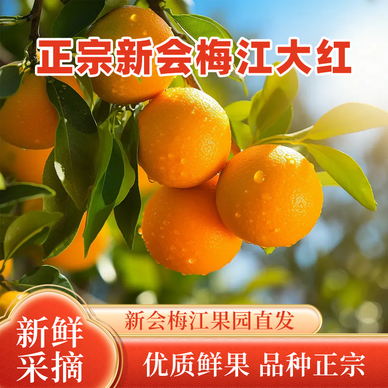 2025年新会梅江精选圈枝柑大红皮新果【 20斤装】