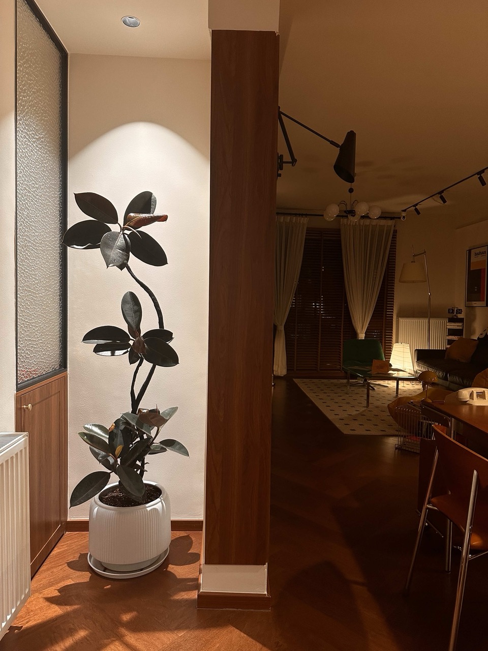 黑金刚老桩橡皮树大型盆栽适合客厅办公室室内净化空气好养耐养