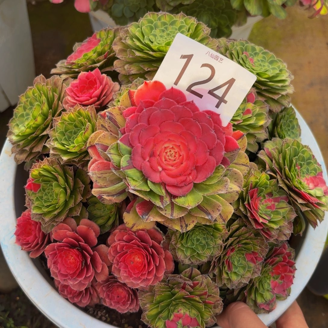 124多肉植物知否特辑