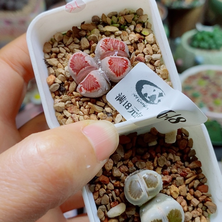 稳***福生石花花哈哈哈哈648