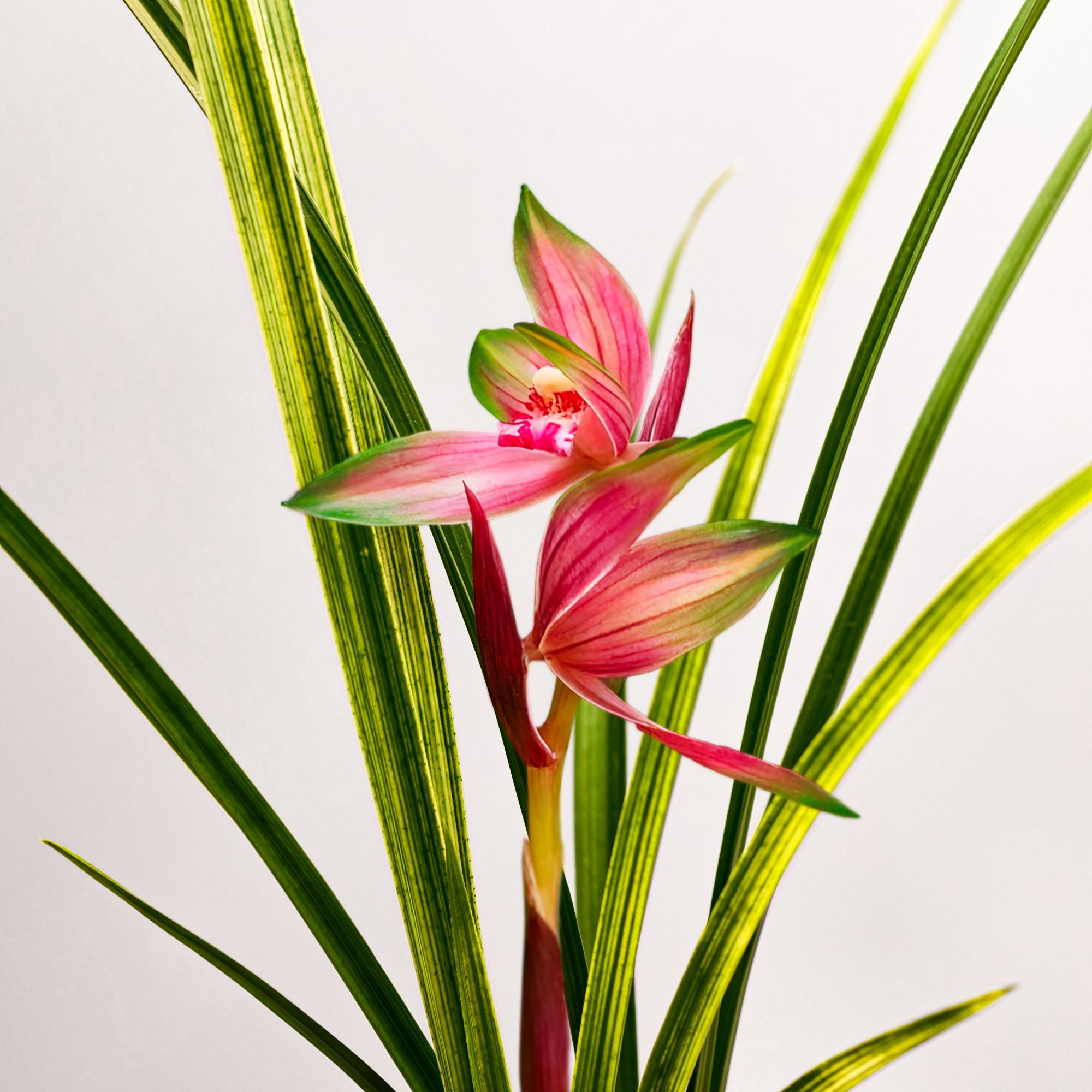 赵鹏推荐--高端铭品 春剑沙斑朱金云斑红花