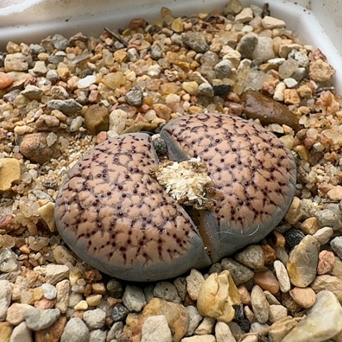 3379，朝贡玉159带血点带盆土