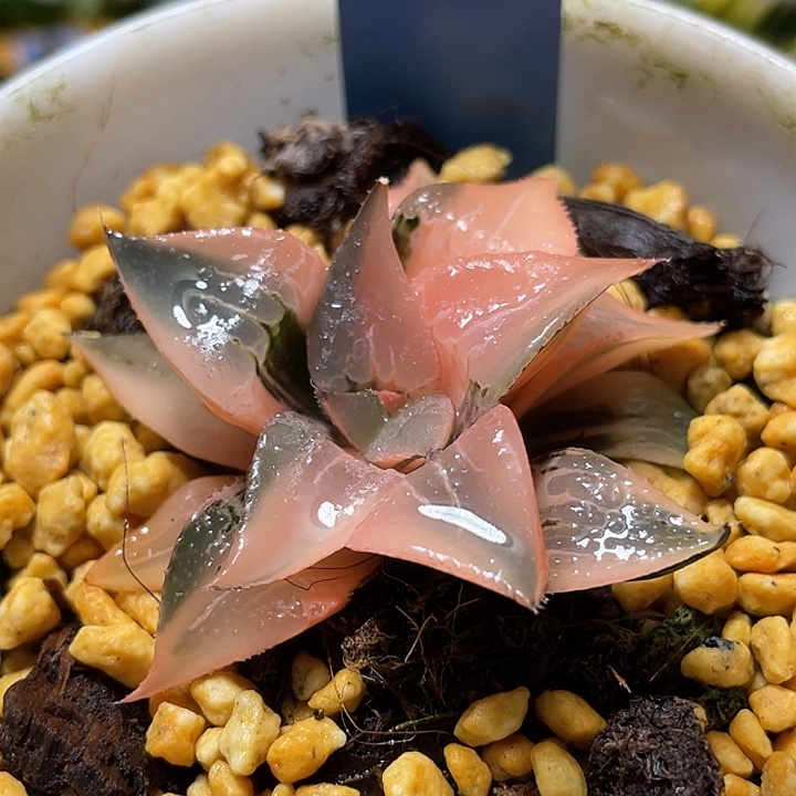 582完美酒吞锦度老师一物