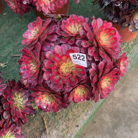 522月蝉朵朵多肉，