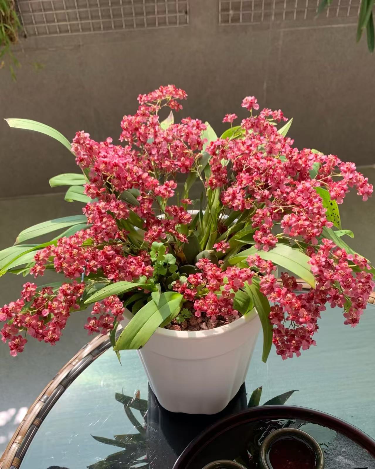 梦香兰---金黄色香味浓郁适合卧室客厅书房摆放的精致花卉盆栽