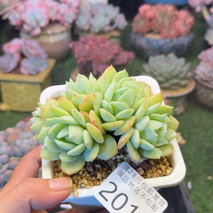 大2011）zgxbzbxbcbvb