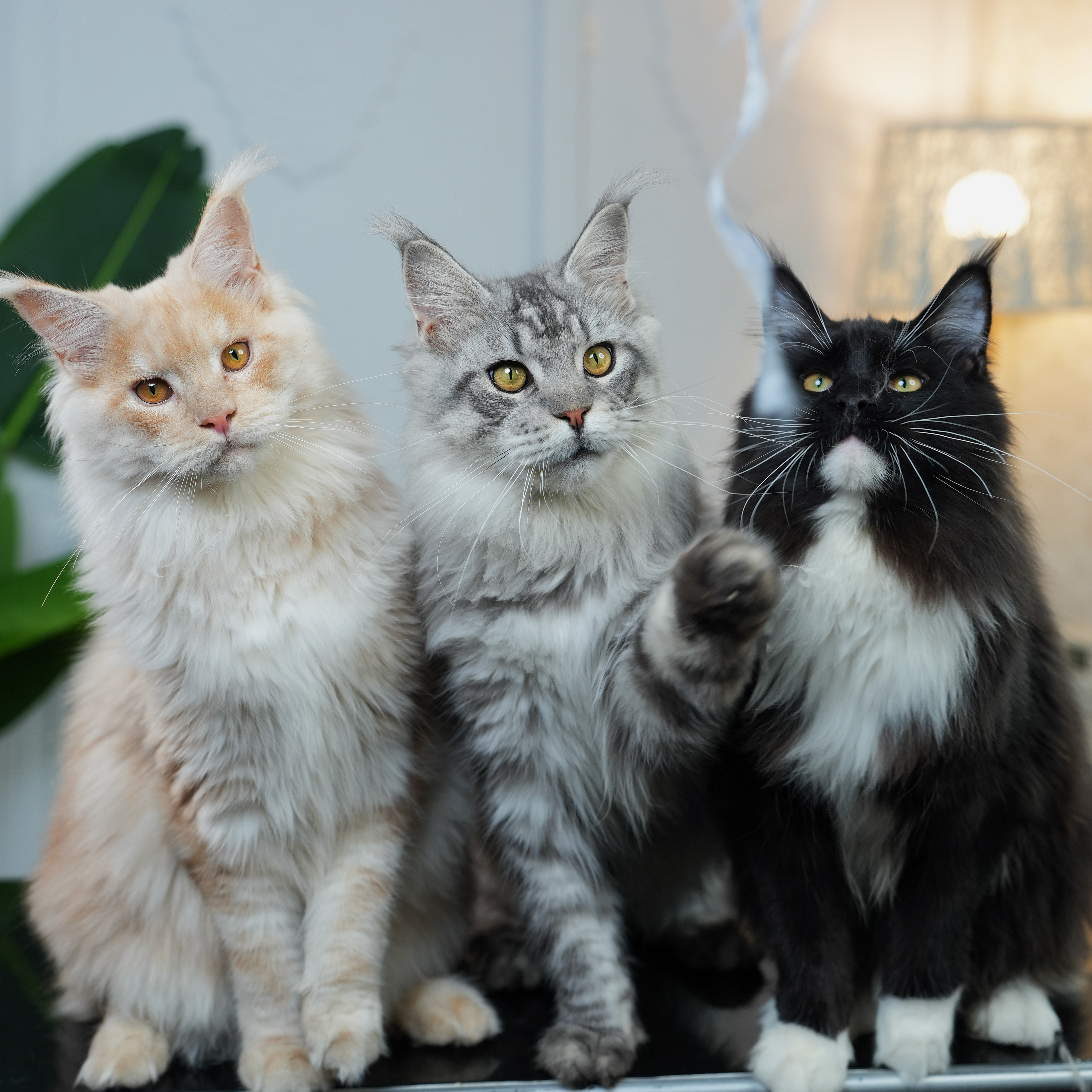 俄系大体缅因猫（活体缅因猫）