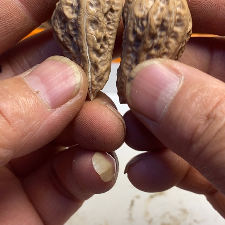 文玩核桃吊坠东北特产227