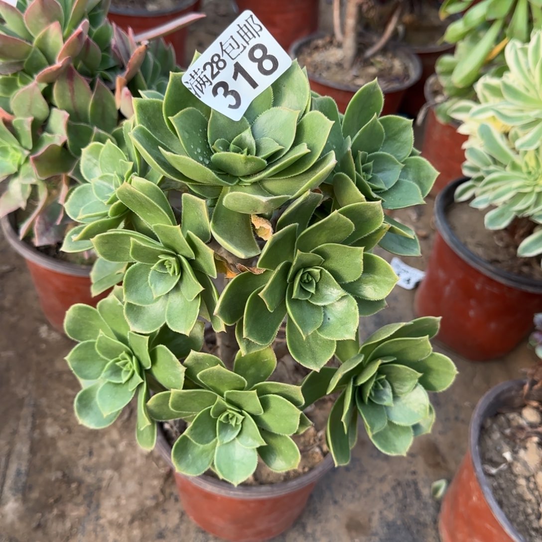 香腹多肉318满28包邮断枝不包