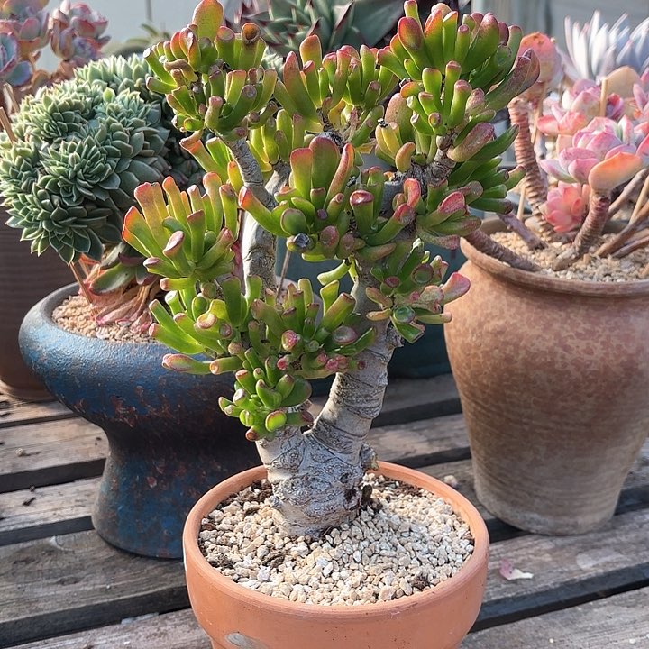 多肉植物，吸财树