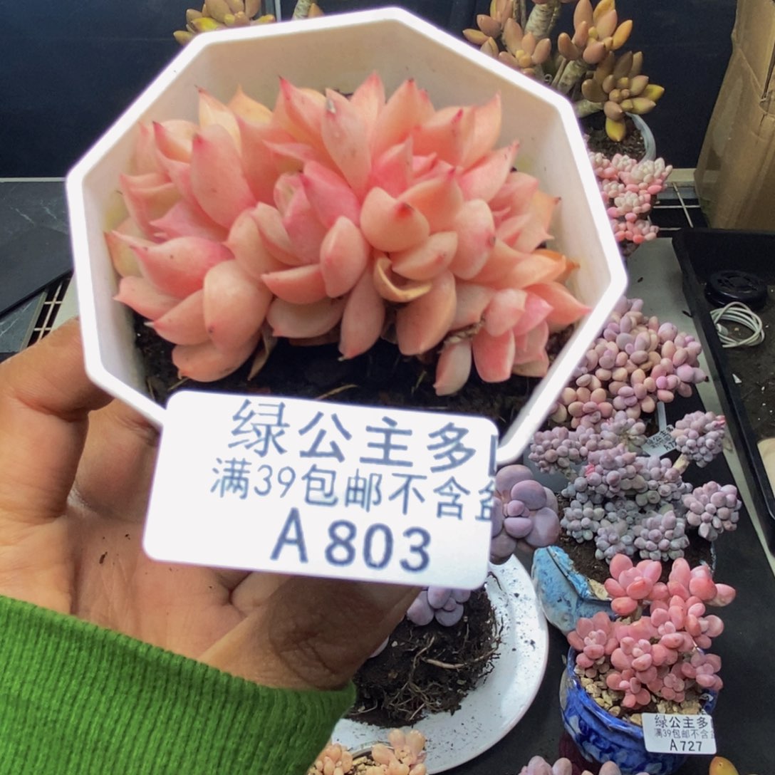 803昂斯诺朵朵缀5c m