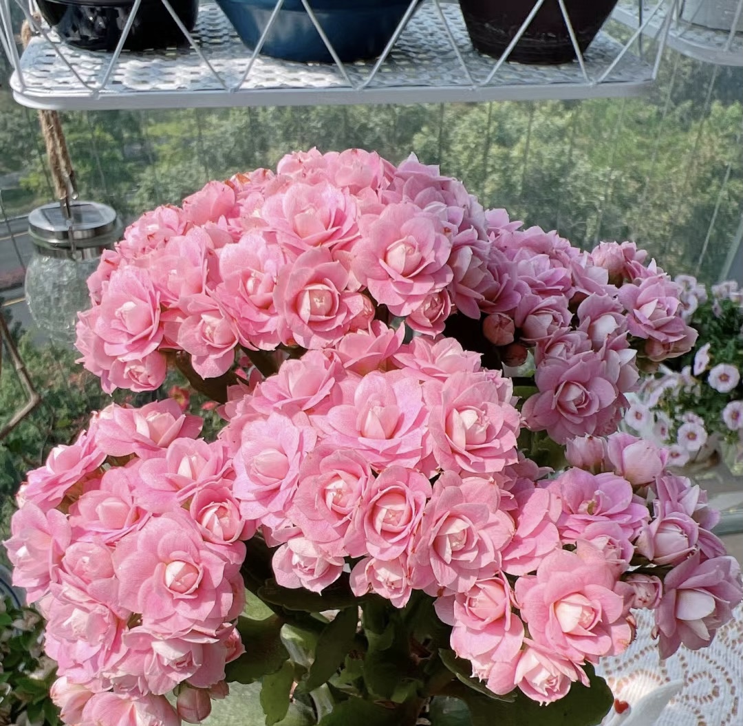 长寿花【朱丽叶】110精美盆栽