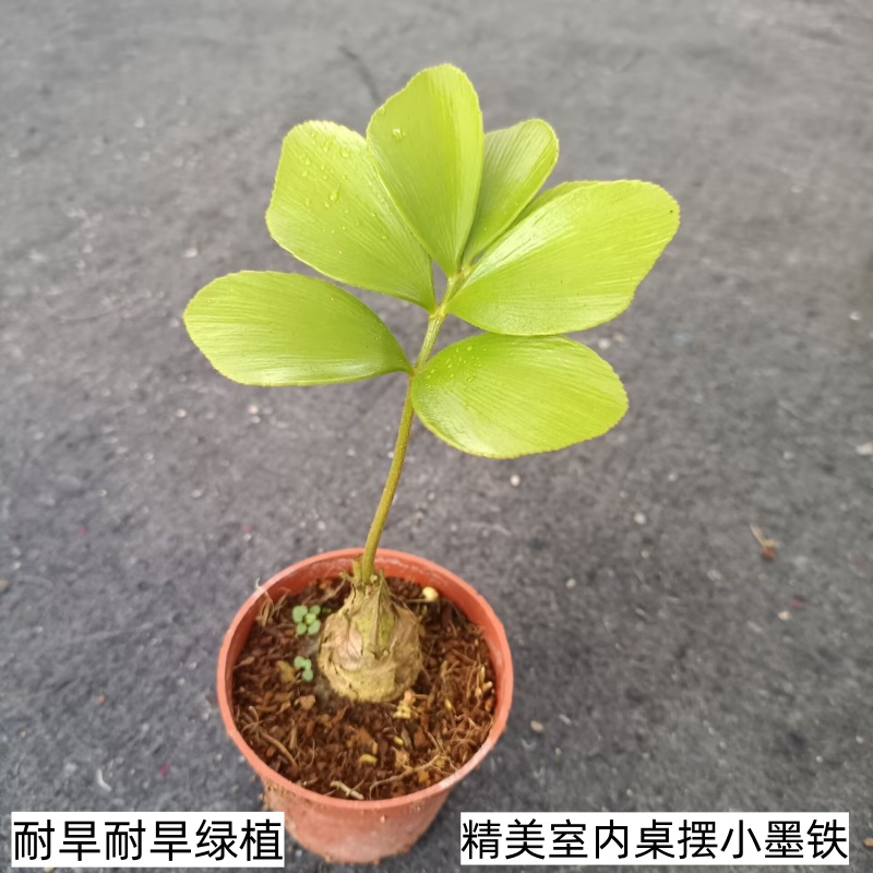 墨西哥铁树室内绿植小盆栽四季常青小铁树室内办公室植物美洲铁