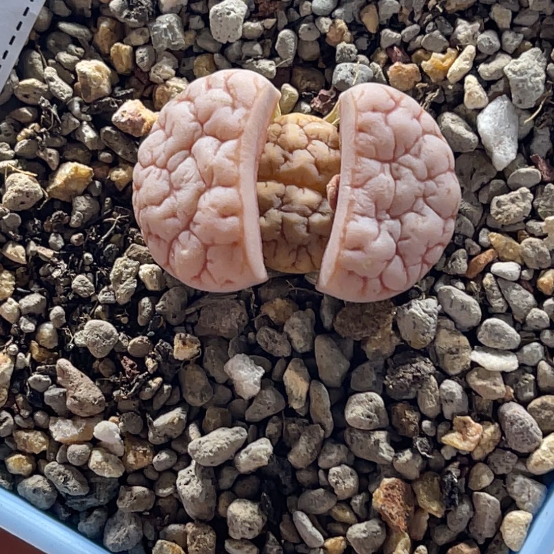 1431粉体球体脑纹189尺寸2.7