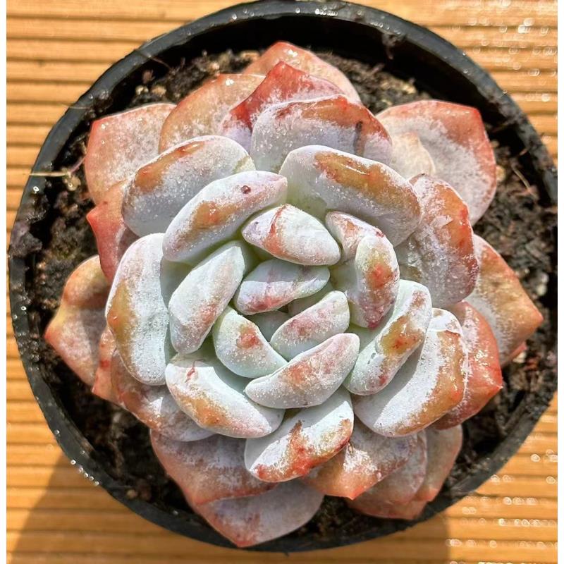 10#橙梦露石化多肉植物  前男友精品多肉