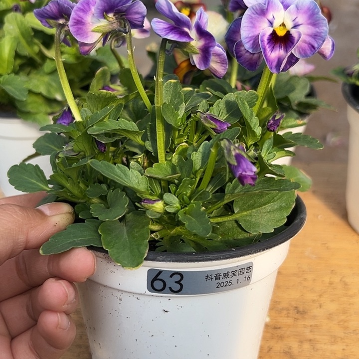 红陶抖音直播闪拍63