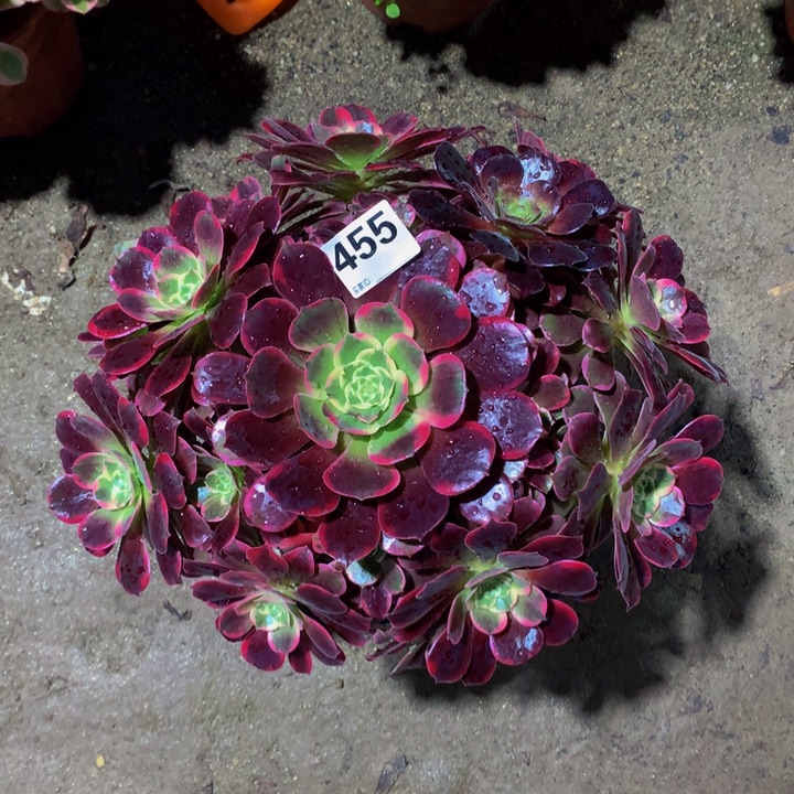 n***暖无花朵455凤00000