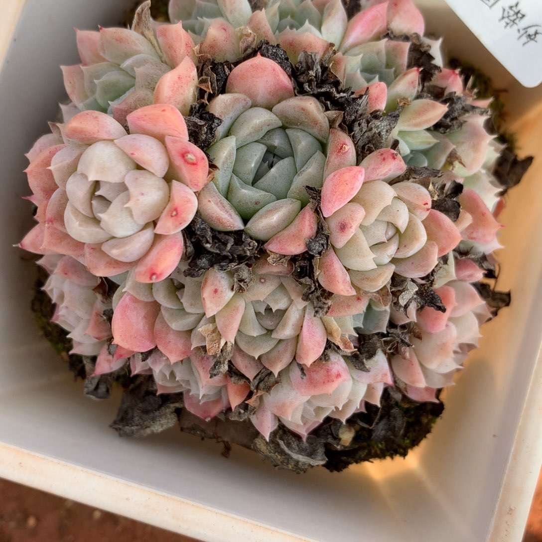 8539杂交多肉植物