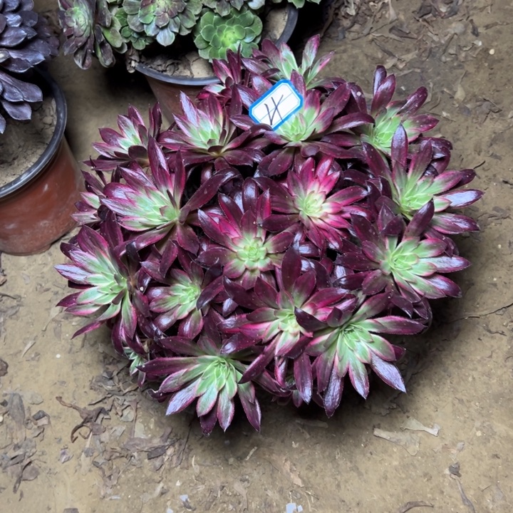 多肉植物惊鸿法师4