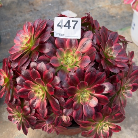 447安娜22厘米左右