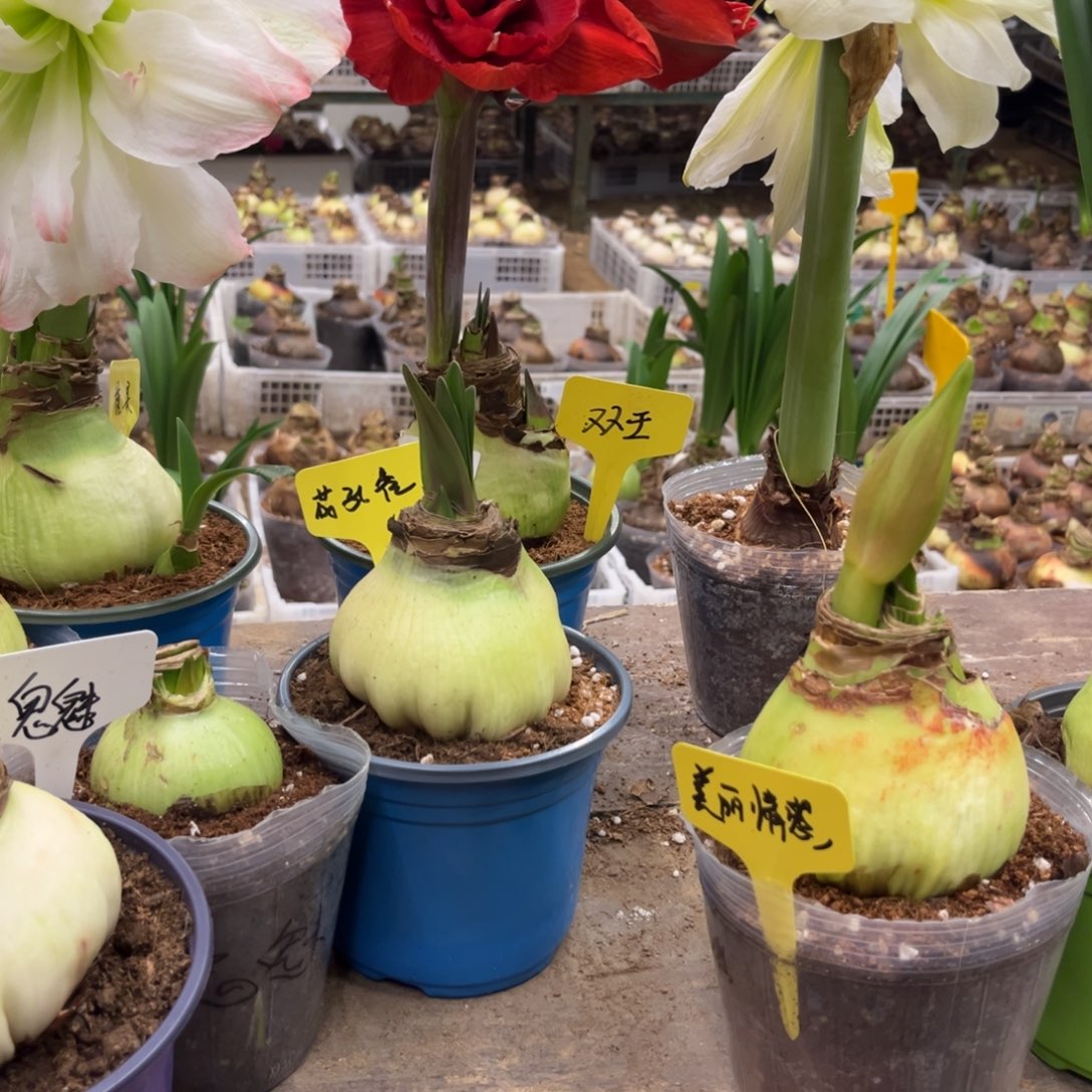 安***7粉黛朱顶红雷洛纳朱顶红