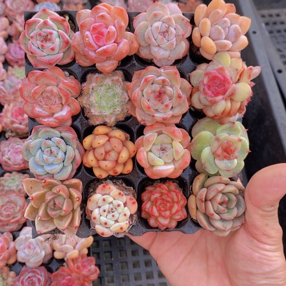 1203-14-精品小美肉16个