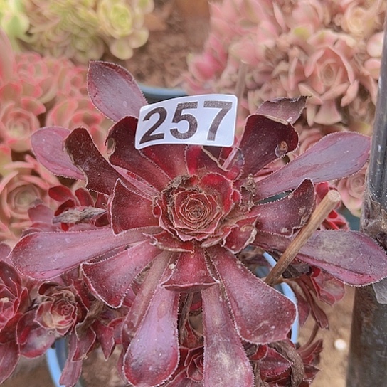 清***牛多肉植物一个有伤