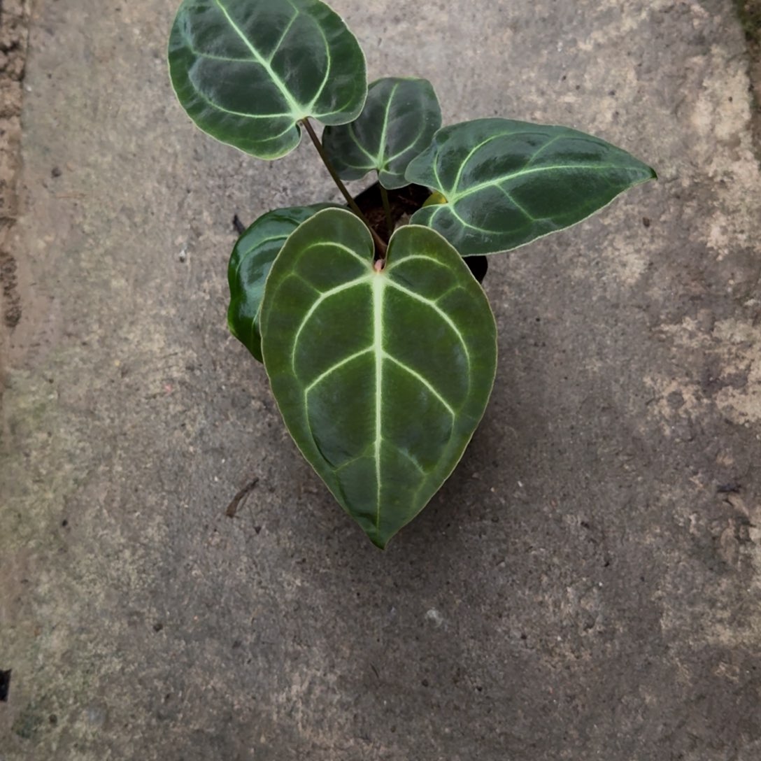 无花朵原种黑贝斯籽播