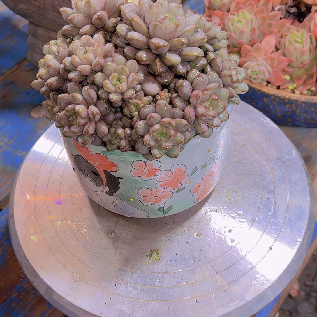 东***北多肉植物保护研究所