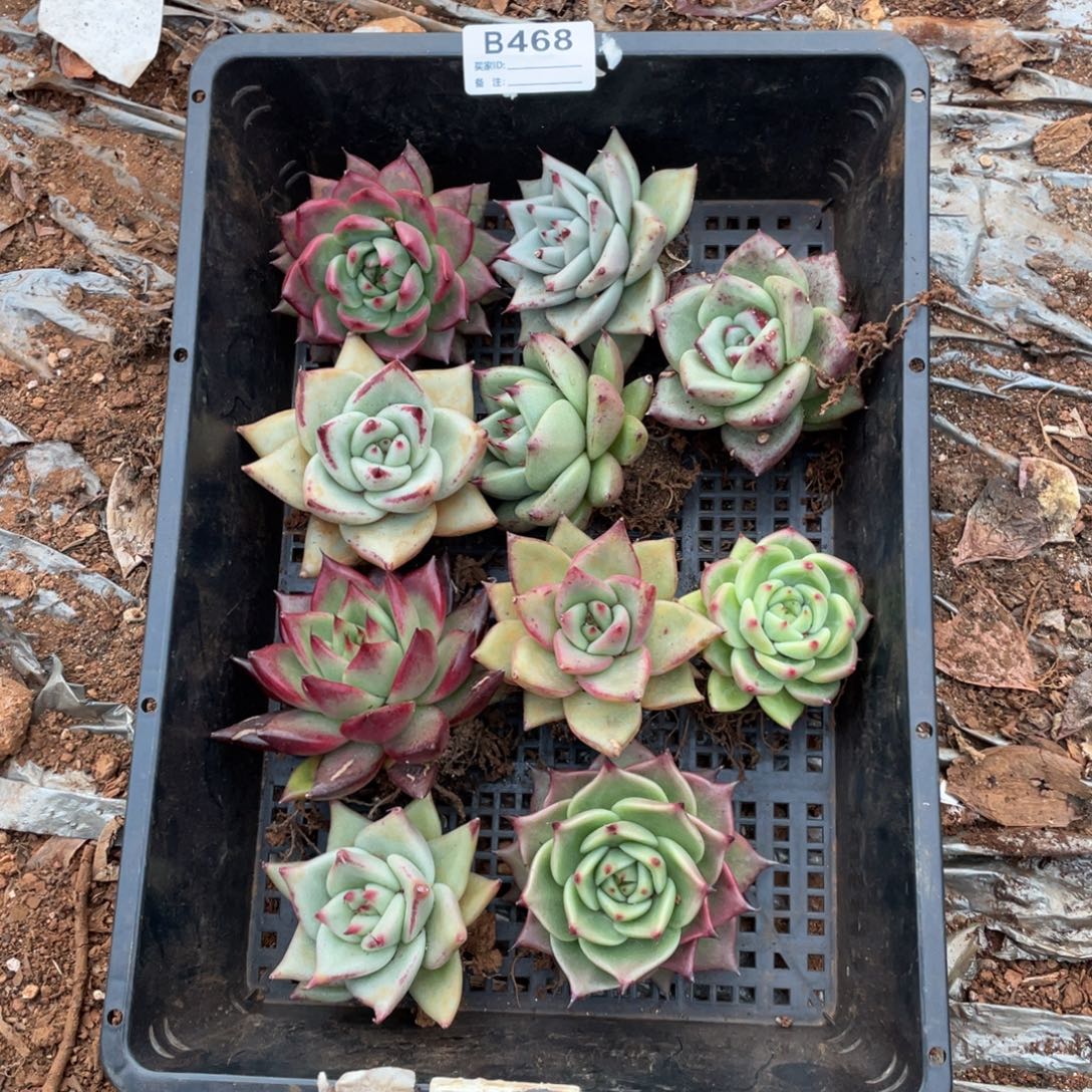 无花朵若如东云筐拍B468