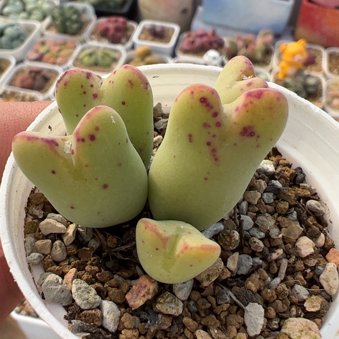 453多肉植物百科